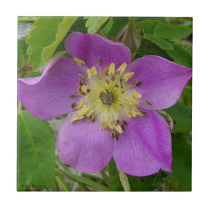 F13 Alberta Wilde Roos Prickly Rose Tegeltje