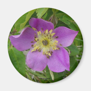 F13 Wilde Roos Alberta Wilde Roos Prikkelende Roos Magneet