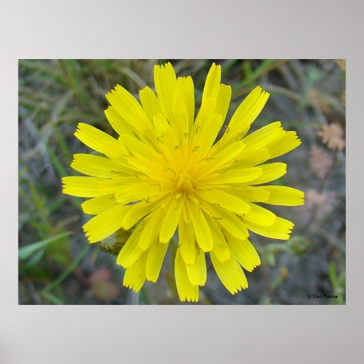 F16 Gele Wilde Bloem King Devil Poster (Voorkant)