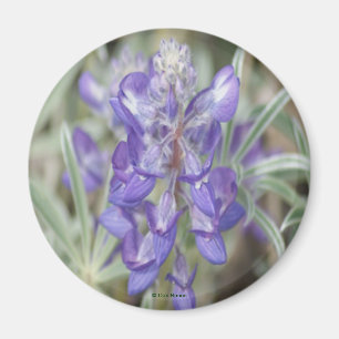 F18 Paarse Wilde Bloemen Eenjarige Lupine Magneet