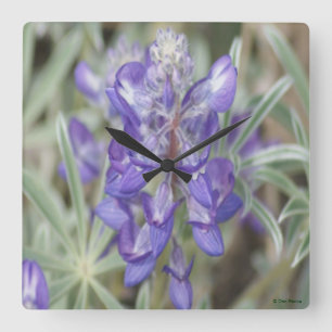 F18 Paarse Wilde Bloemen Eenjarige Lupine Vierkante Klok