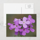F19 Paarse Wildflowers Dame's Rocket Briefkaart (Voorkant / Achterkant)