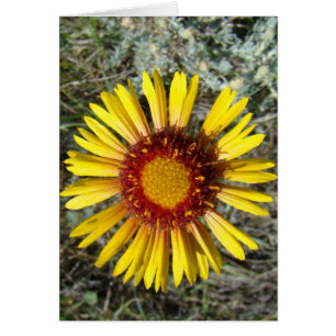 F1 Gele Wilde Bloem Gaillardia