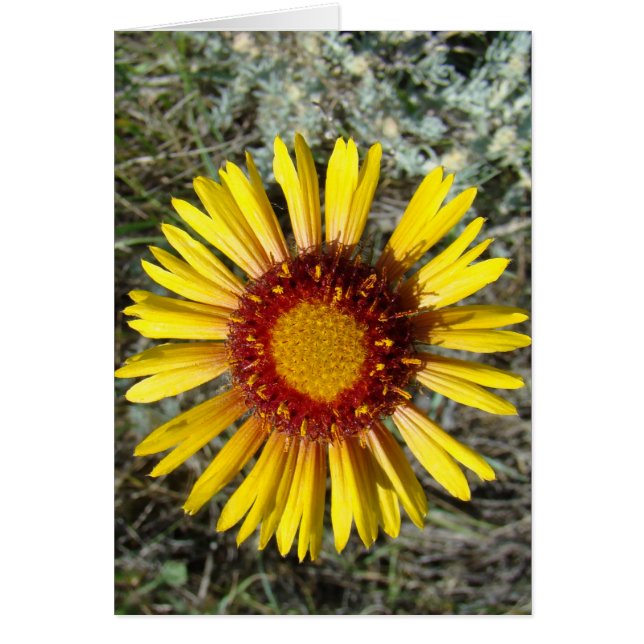 F1 Gele wilde bloem Gaillardia (Voorkant)