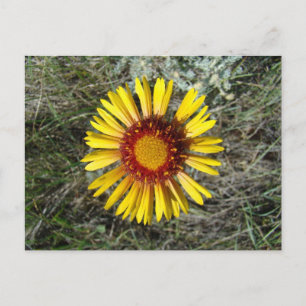 F1 Gele Wilde Bloem Gaillardia Briefkaart