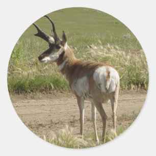F39 Pronghorn Antelope Buck Ronde Sticker