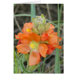 F40 Fleurs sauvages orange Malope à fleurs rouges