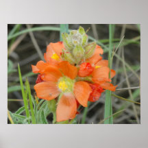 F40 Oranje Wilde Bloemen scharlaken mallow