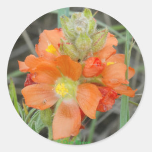 F40 Oranje Wilde Bloemen scharlakenmalve Ronde Sticker