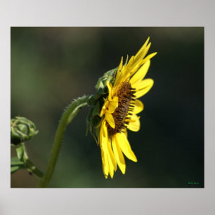F43 Gele Wilde Bloem Black-eyed Susan Poster