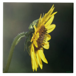 F43 Gele Wilde Bloem Black-eyed Susan Tegeltje