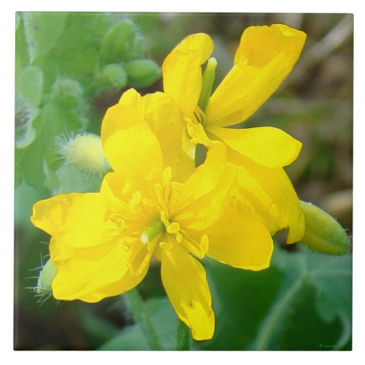 F44 Gele wilde bloemen Wilde mosterd Tegeltje (Voorkant)