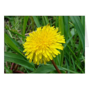 F45 Dandelion "Taraxacum officinale"