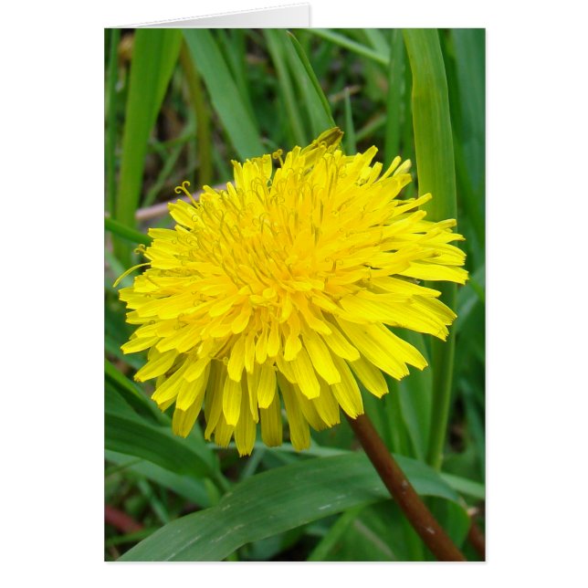 F45 Dandelion "Taraxacum officinale" (Devant)