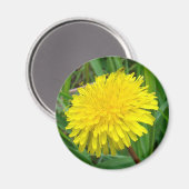 F45 Dandelion "Taraxacum officinale" Magneet (Voorkant / Achterkant)