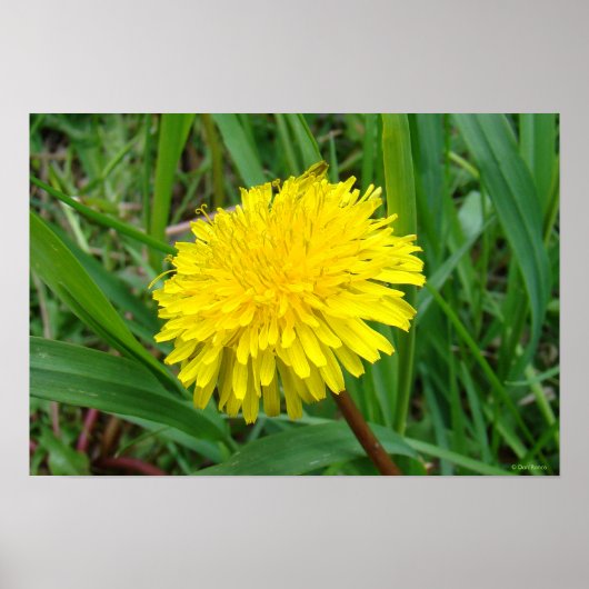 F45 Dandelion "Taraxacum officinale" Poster (Voorkant)
