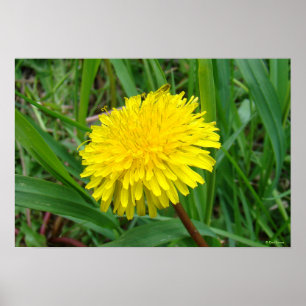 F45 Paardenbloem "Taraxacum officinale" Poster