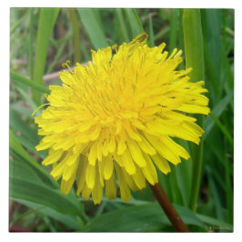 F45 Paardenbloem "Taraxacum officinale" Tegeltje