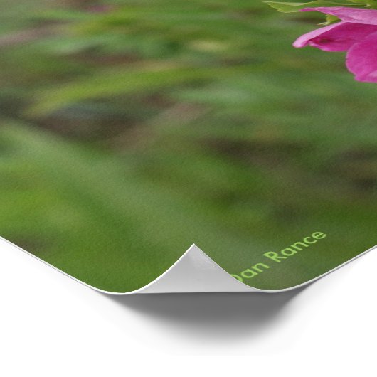 F46 Wilde Rozen Poster (Hoek)