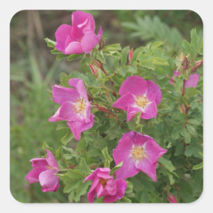 F46 Wilde Rozen Vierkante Sticker