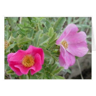 F4 Roses Sauvages