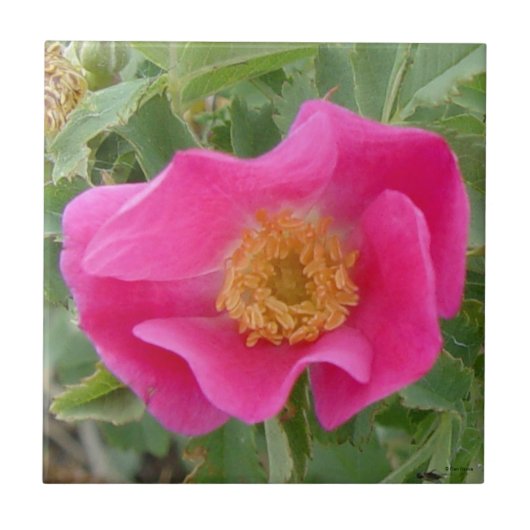 F4a Wild Roos Tegeltje (Voorkant)