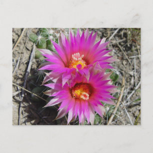 F5 Bal Cactus Bloemen "Escobaria vivipara" Briefkaart
