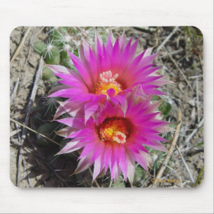 F5 Bal Cactus Bloemen "Escobaria vivipara" Muismat