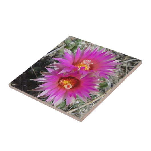 F5 Ball Cactus Flowers "Escobaria vivipara" Tegeltje (Zijkant)