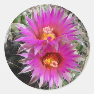 F5 Kogelcactus Bloemen "Escobaria vivipara" Ronde Sticker