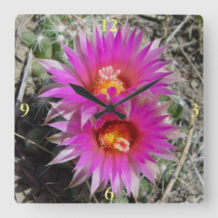 F5 Kogelcactus Bloemen "Escobaria vivipara" Vierkante Klok