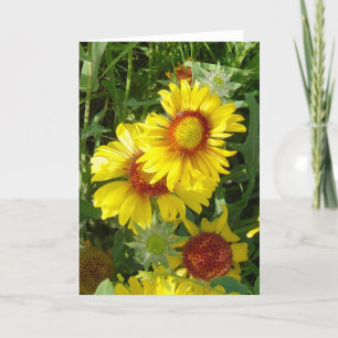 F6 Gele wilde bloemen Gaillardia Kaart
