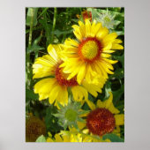 F6 Gele wilde bloemen Gaillardia Poster (Voorkant)