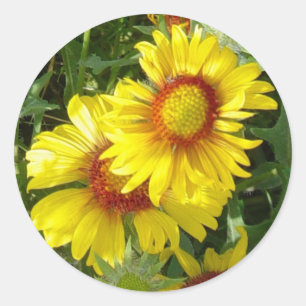 F6 Gele wilde bloemen Gaillardia Ronde Sticker