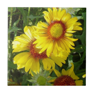 F6 Gele Wilde Bloemen Gaillardia Tegeltje