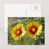 F8 Gele wilde bloem Gaillardia Briefkaart (Voorkant / Achterkant)
