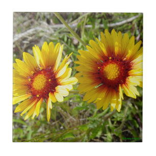 F8 Gele Wilde Bloemen Gaillardia Tegeltje