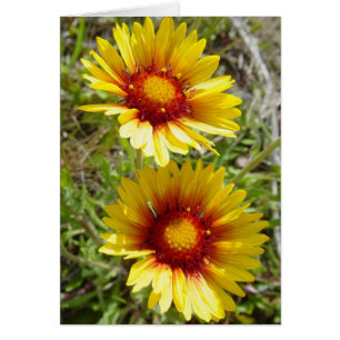 F8t Fleurs sauvages jaunes Gaillardia
