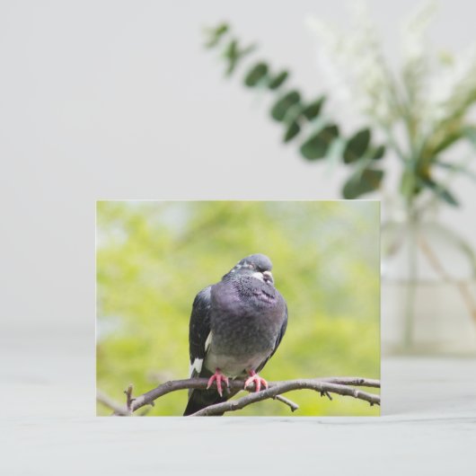 Faalduif Briefkaart (Staand voorkant)