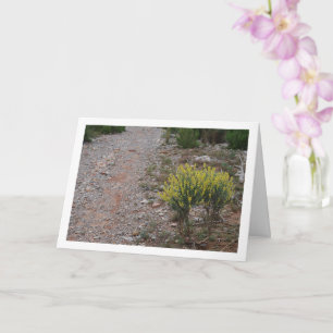 Fabale Plant, Anthyllis cytisoides Kaart