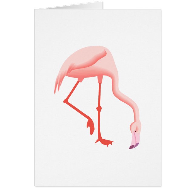 Fabio Flamingo (Voorkant)