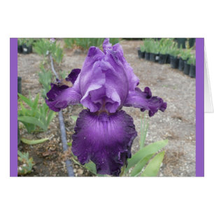 Fabuleux Iris pourpres