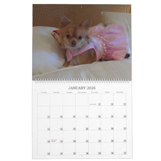 Fabulous chihuahua, kalender 2013 (Jan 2026)