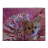 Fabulous chihuahua, kalender 2013 (Hoes)