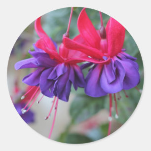 Fabulous Fuschias Ronde Sticker