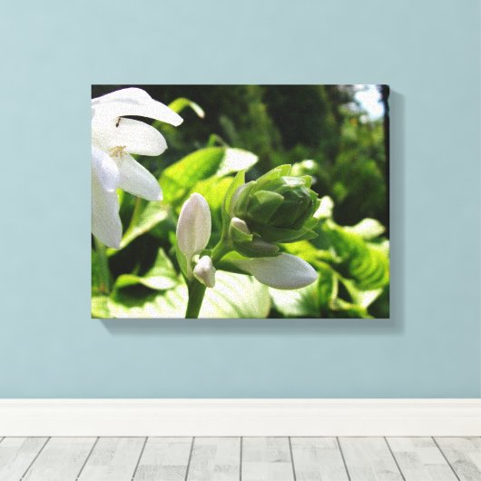 Fabulous Hosta Canvas Afdruk (Insitu (Houten vloer))