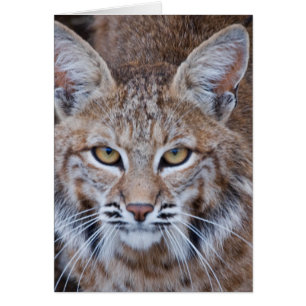Face Bobcat