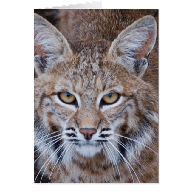 Face Bobcat (Devant)