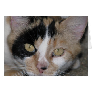 Face de chat