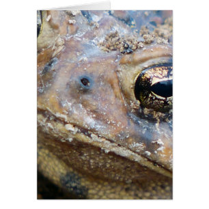 Face de crapaud